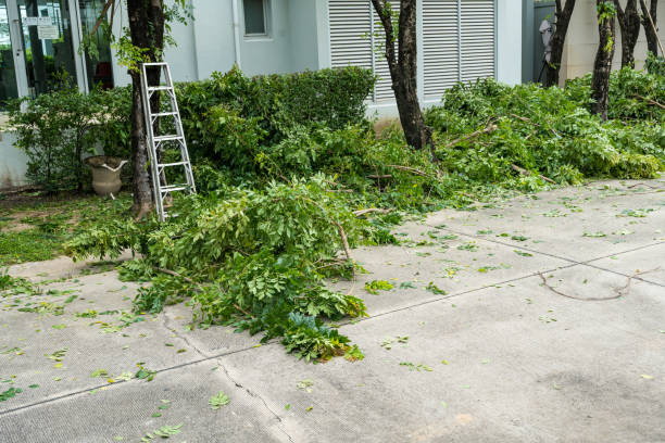 Best Hedge Trimming  in Seaman, OH